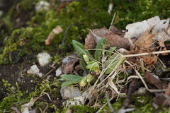 Primula elatior