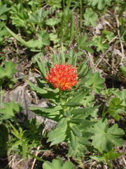 Rhodiola kirilowii
