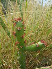 Euphorbia caducifolia