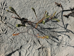 Euphorbia mesembryanthemifolia