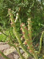 Euphorbia caducifolia