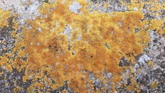 Variospora flavescens