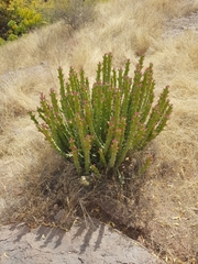 Euphorbia caducifolia