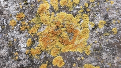 Variospora flavescens