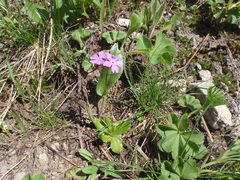 Primula algida