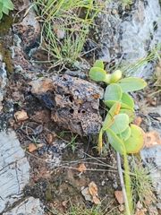 Crassula swaziensis