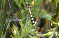 Phanogomphus militaris