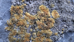 Variospora flavescens