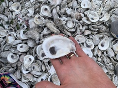 Crassostrea virginica