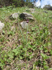 Allium atrosanguineum