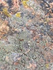 Protoparmeliopsis muralis