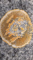 Variospora aurantia