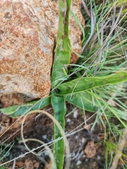 Ledebouria luteola