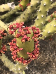 Euphorbia caducifolia