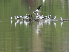 Himantopus mexicanus