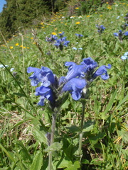 Dracocephalum grandiflorum