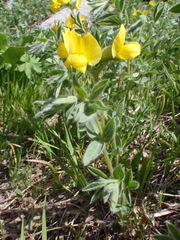 Thermopsis alpina