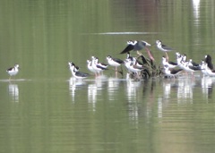 Himantopus mexicanus