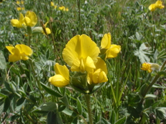 Thermopsis alpina