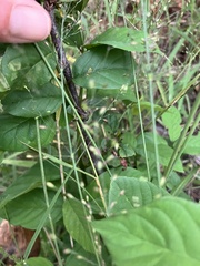 Cape Ash (Phyllogeiton discolor)