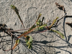 Euphorbia mesembryanthemifolia