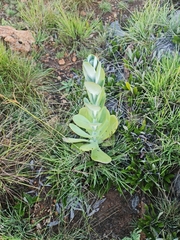 Kalanchoe thyrsiflora