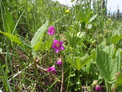Primula matthioli brotheri