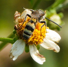Dielis plumipes