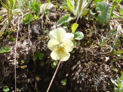 Viola altaica
