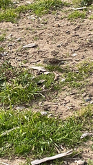 Zonotrichia leucophrys