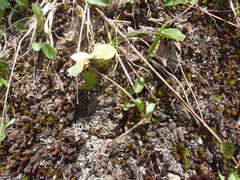 Viola altaica