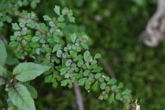 Pilea myriophylla