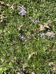 Nuttallanthus canadensis