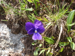 Viola altaica