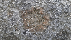 Protoblastenia rupestris