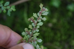 Pilea myriophylla