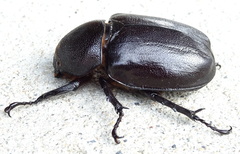 Xylotrupes australicus