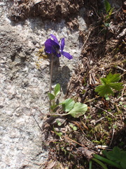 Viola altaica