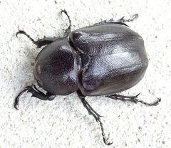 Xylotrupes australicus