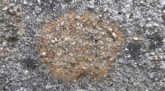 Protoblastenia rupestris