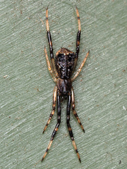 Episinus angulatus