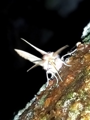 Dasycorsa modesta