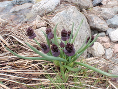 Allium atrosanguineum