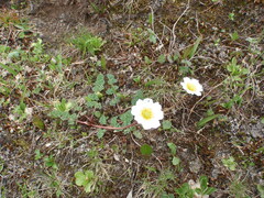 Callianthemum alatavicum
