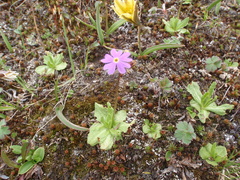 Primula algida