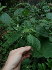 Klaprothia mentzelioides