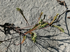 Euphorbia mesembryanthemifolia