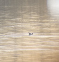 Podiceps auritus