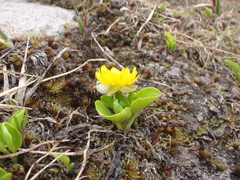 Oxygraphis glacialis