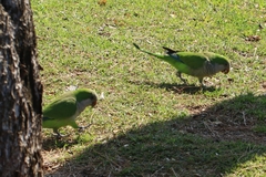 Myiopsitta monachus